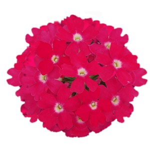 9444 Verbena Vanessa Compact Neon Pink G