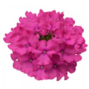 9445 Vanessa Compact Deep Pink