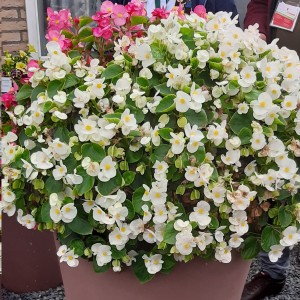 Begonia Highlight White