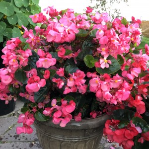 Begonia Megawatt Pink Green Leaf