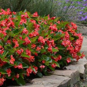 Begonia Megawatt Red Green Leaf