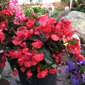 Begonia Megawatt Red Green Leaf