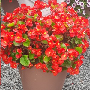 Begonia semp Highlight Red