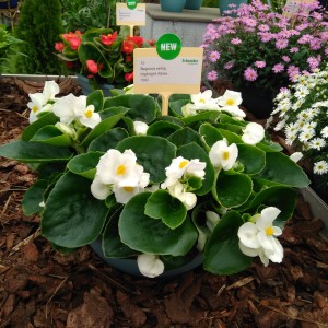 Begonia semp Highlight White