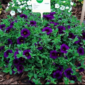 Calibrachoa Nio Blue