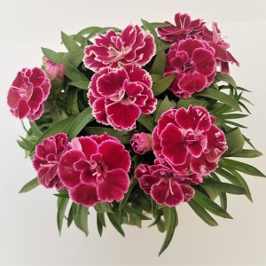 Dianthus Colori Goni