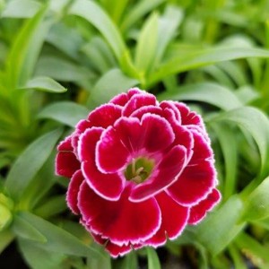 Dianthus Colori Goni