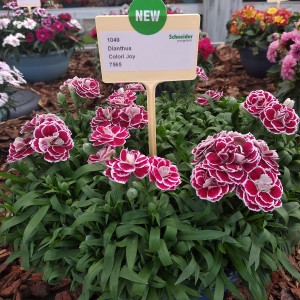 Dianthus Colori Joy