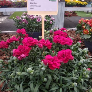 Dianthus Colori Naomi