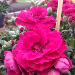 Dianthus Colori Naomi