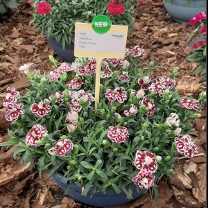 Dianthus Colori Vered