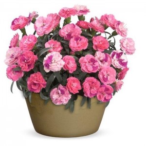 Dianthus Roselly Pink