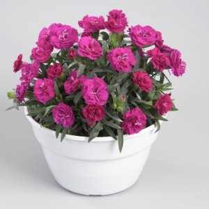 Dianthus Roselly Purple