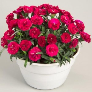 Dianthus Rosselly Red