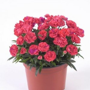 Dianthus Rosselly Salmon