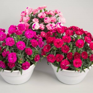 Dianthus Rosselly mix