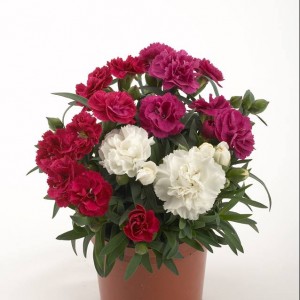 Dianthus Rosselly mix