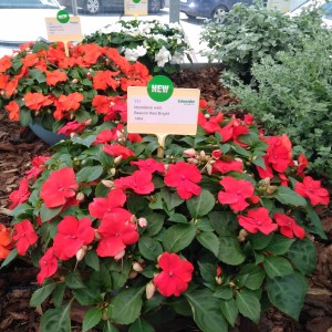 Impatiens Beacon Bright Red