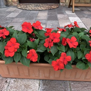 Impatiens Beacon Bright Red