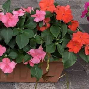 Impatiens Beacon Coral & Orange