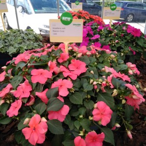 Impatiens Beacon Coral