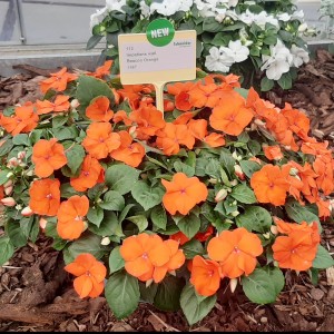 Impatiens Beacon Orange