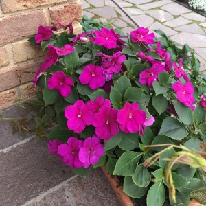 Impatiens Beacon Violet Shades