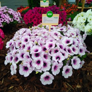 Petunia Capella Purple Vein