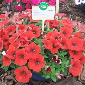 Petunia Capella Ruby Red