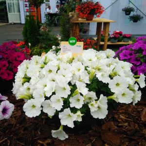 Petunia Capella White