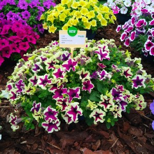 Petunia Fanfare Eclipse