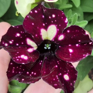 Petunia Lightening Sky