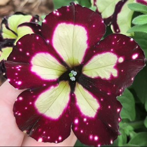 Petunia Lightening Sky