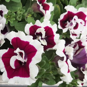 Petunia Tumbelina Bella