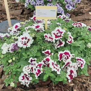 Petunia Tumbelina Bella