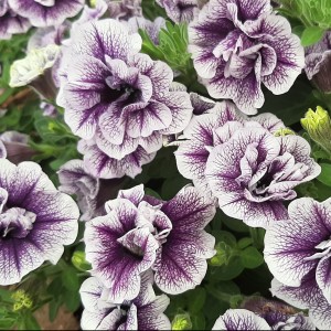 Petunia Tumbelina Priscilla