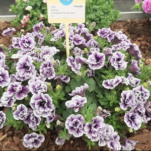 Petunia Tumbelina Priscilla