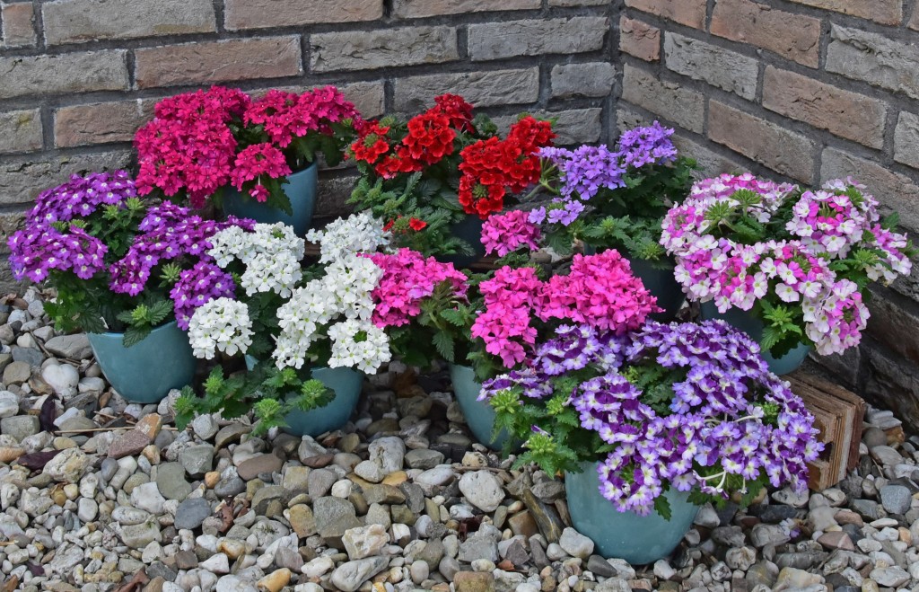 Verbena Vanessa mix